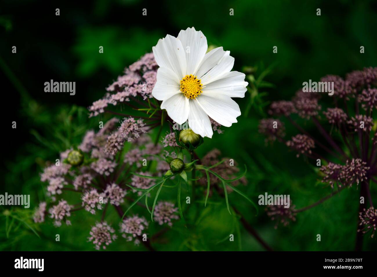 Cosmos bipinnatus purity,white,flower,flowers,flowering,display,displays,garden,angelica,purple umbellifer,flowerheads,flowers,RM floral Stock Photo