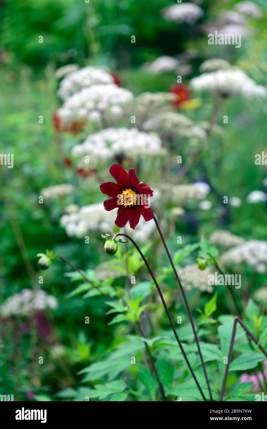 Dahlia seedling,red,scarlet coloured, flower,flowers,flowering,Selinum wallichianum,umbellifer,mixed planting combination,ecletic mix,mix,mixed,tropic Stock Photo
