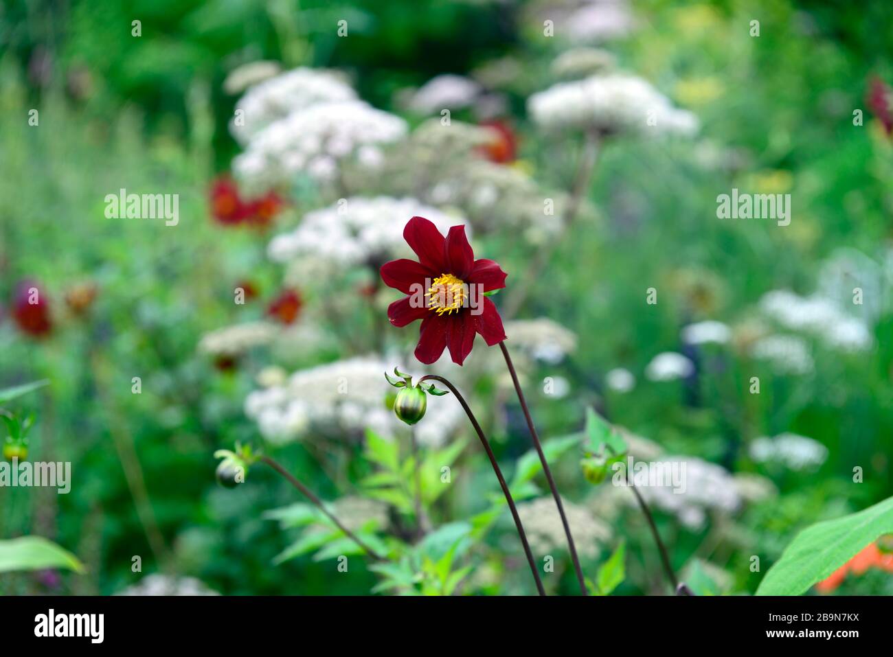 Dahlia seedling,red,scarlet coloured, flower,flowers,flowering,Selinum wallichianum,umbellifer,mixed planting combination,ecletic mix,mix,mixed,tropic Stock Photo