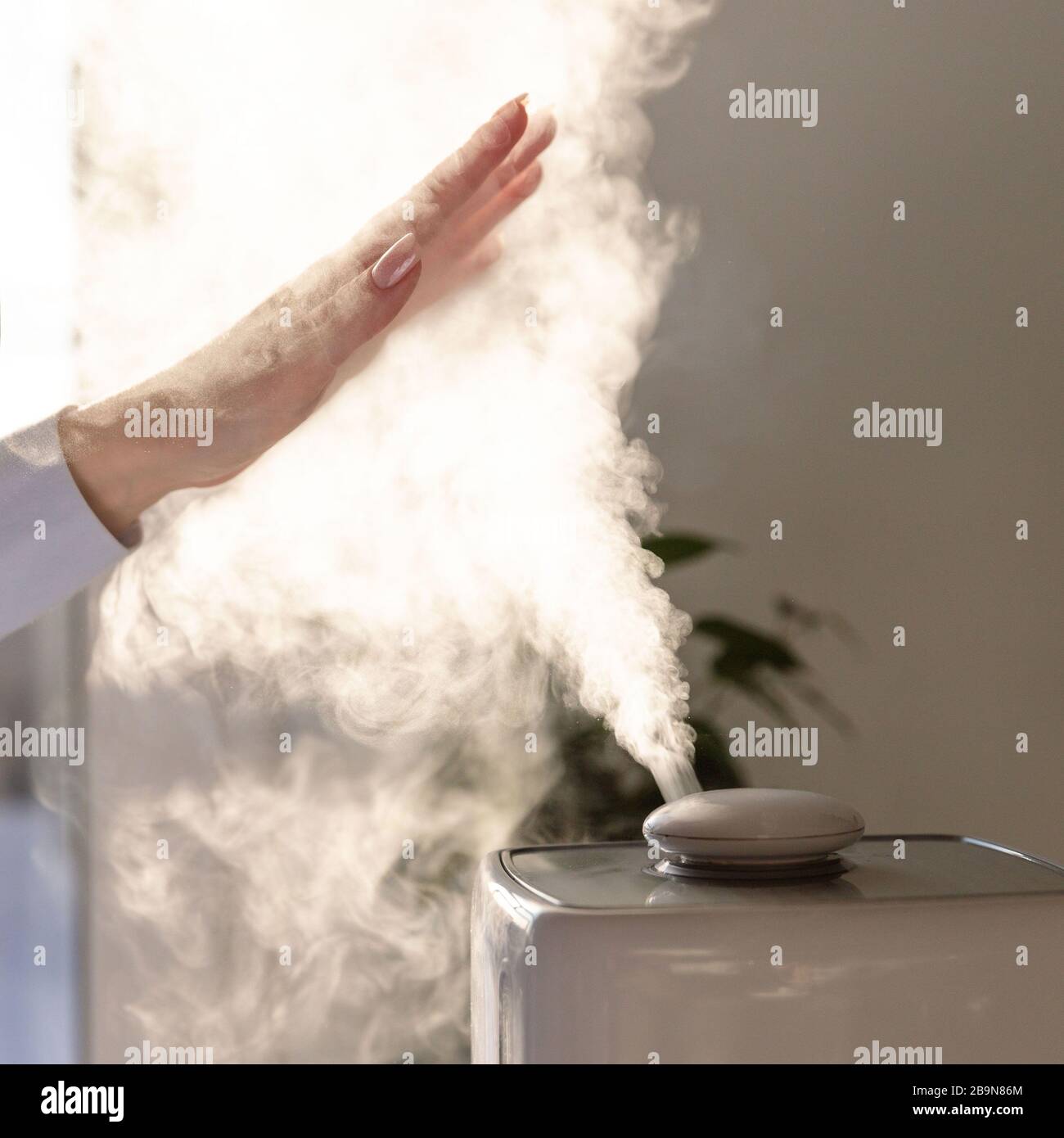 Woman holds hand over steam aroma oil diffuser on the table at home, steam from the air humidifier. Ultrasonic technology, increase in air humidity in Stock Photo