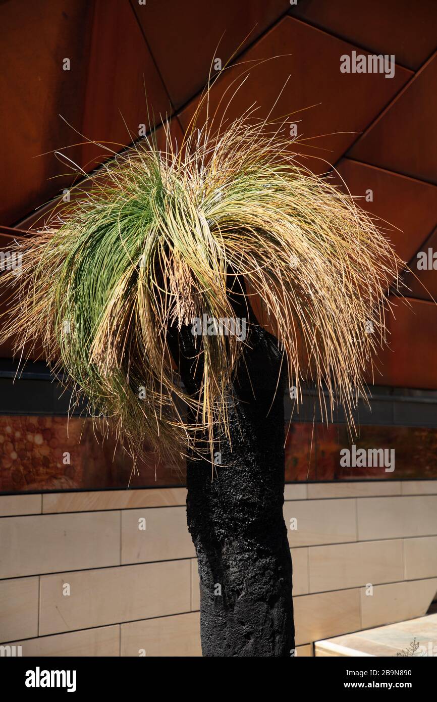 Grasstree hires stock photography and images Alamy