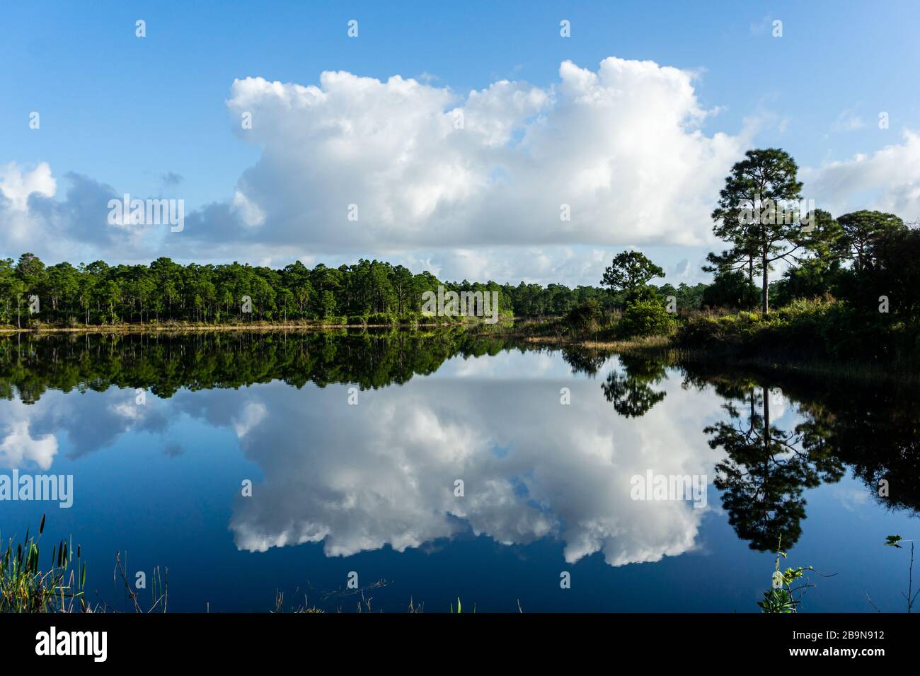 Green pine trees and puffy white clouds reflected on a smooth lake, Halpatiokee Regional Park, Stuart, Florida, USA Stock Photo