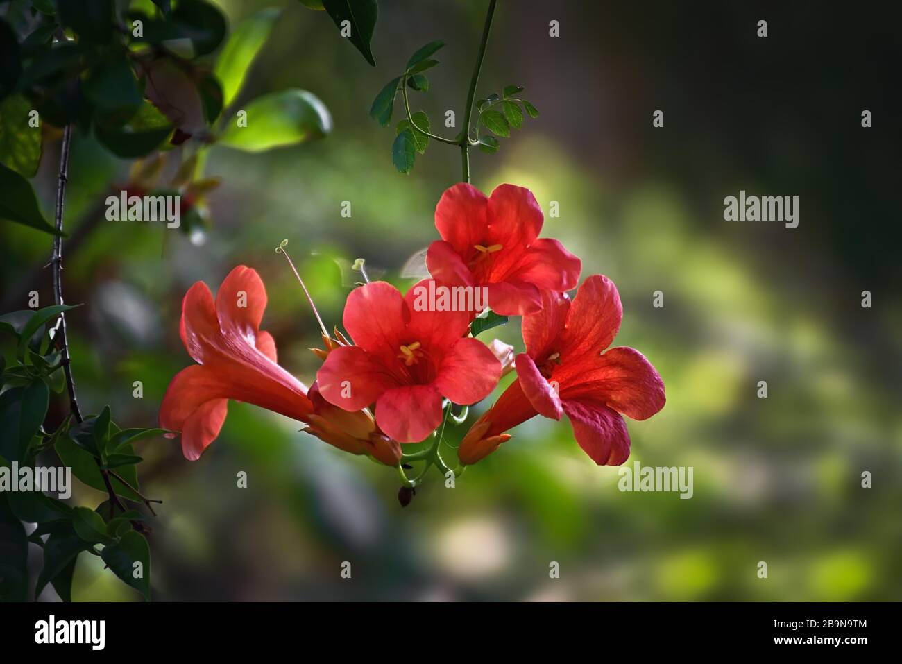 Chinese trumpet vine flowers Stock Photo - Alamy
