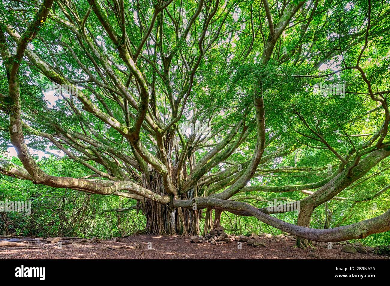 Large Banyan tree with reaching branches in Maui, HI along the Pipiwai trail near the road to Hana Stock Photo