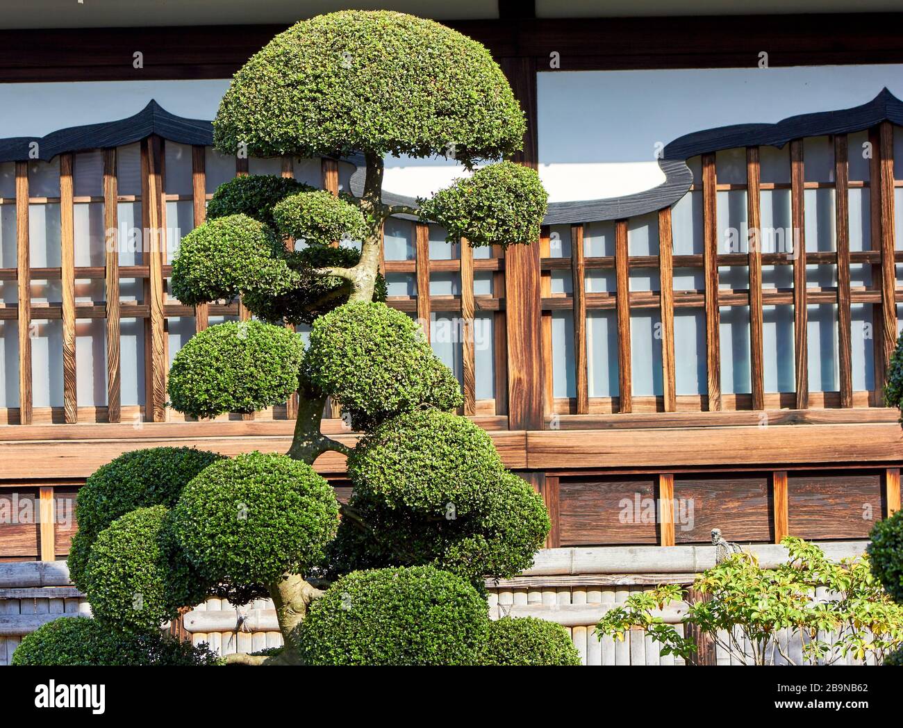 Nicely shaped tree in Japanese style garden Stock Photo