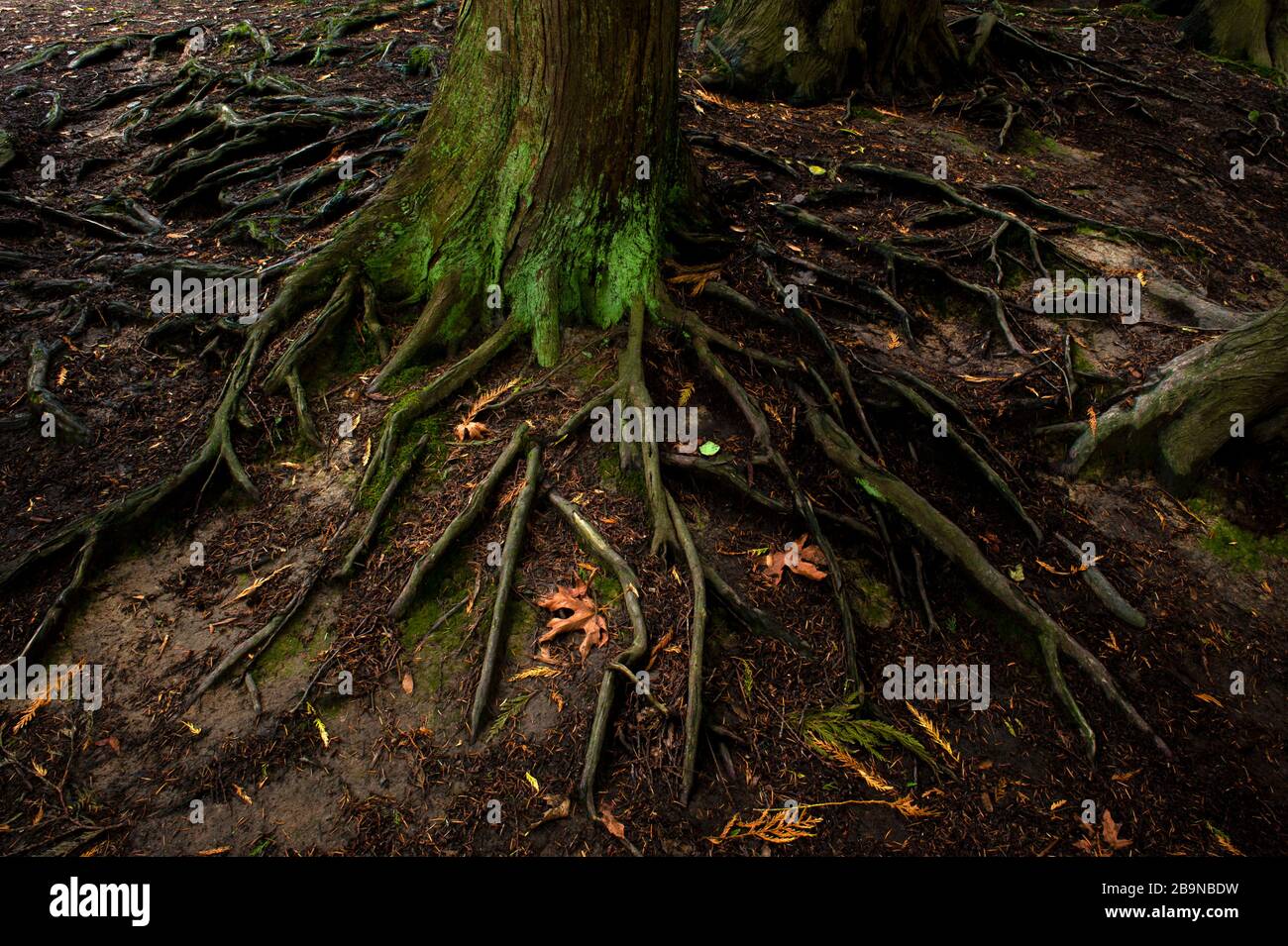 Twisting tree roots hi-res stock photography and images - Alamy