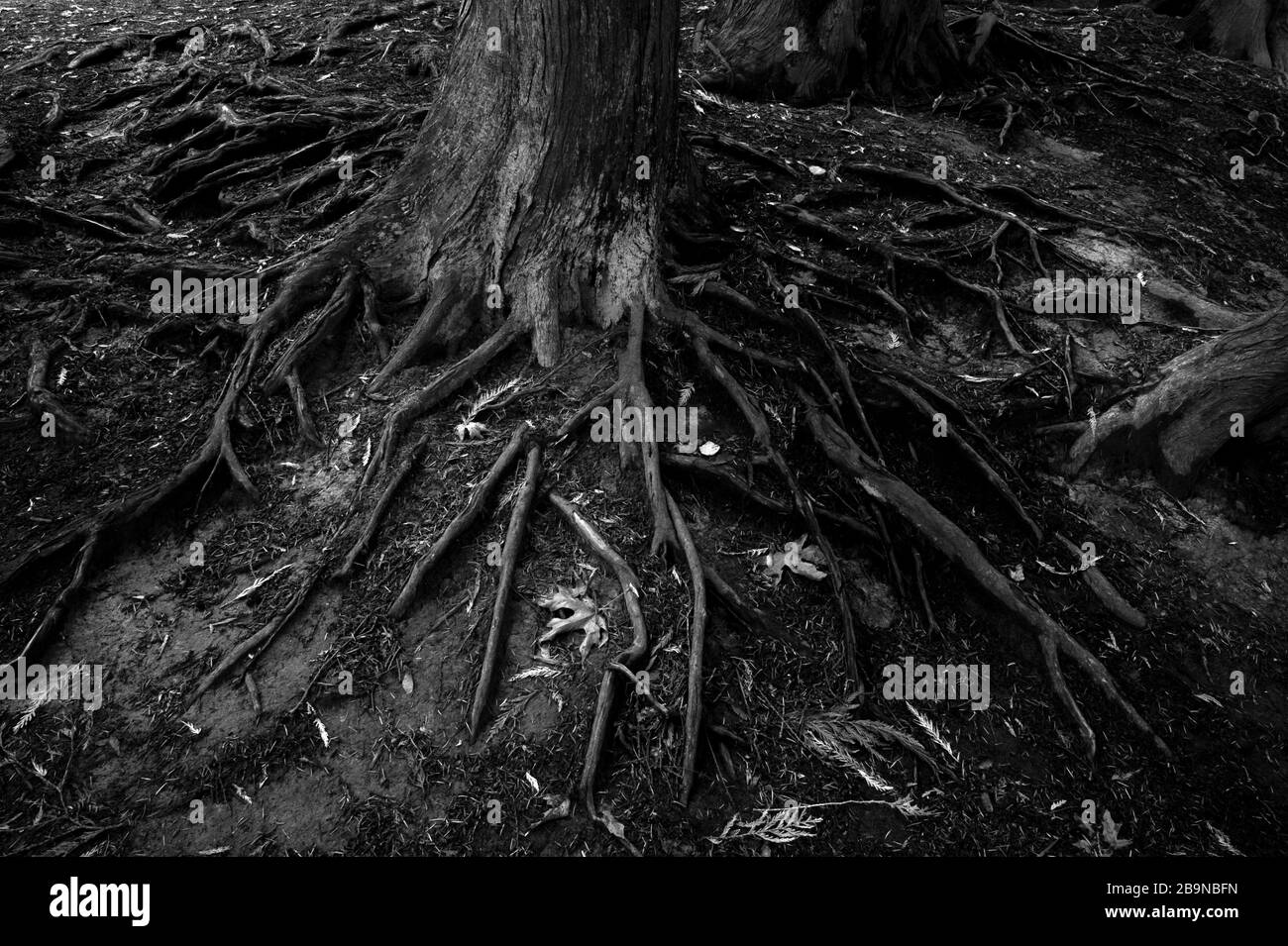 Black and white tree roots closeup Stock Photo Alamy