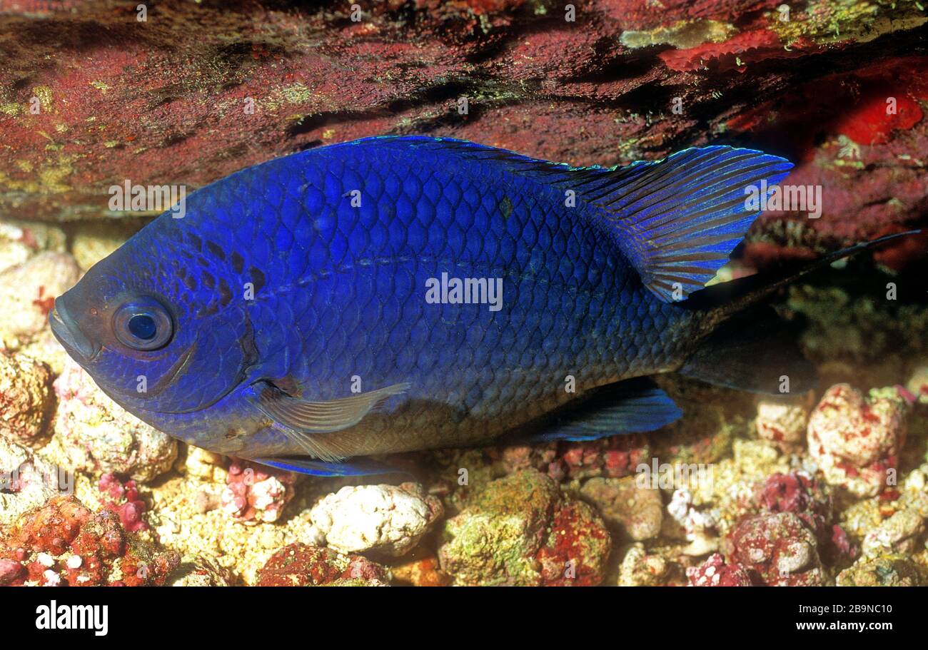 Blue Damselfish, Cadenat's Chromis, 'Chromis cadenati', Sleeping, Rolas Island, Sao Tome Stock Photo