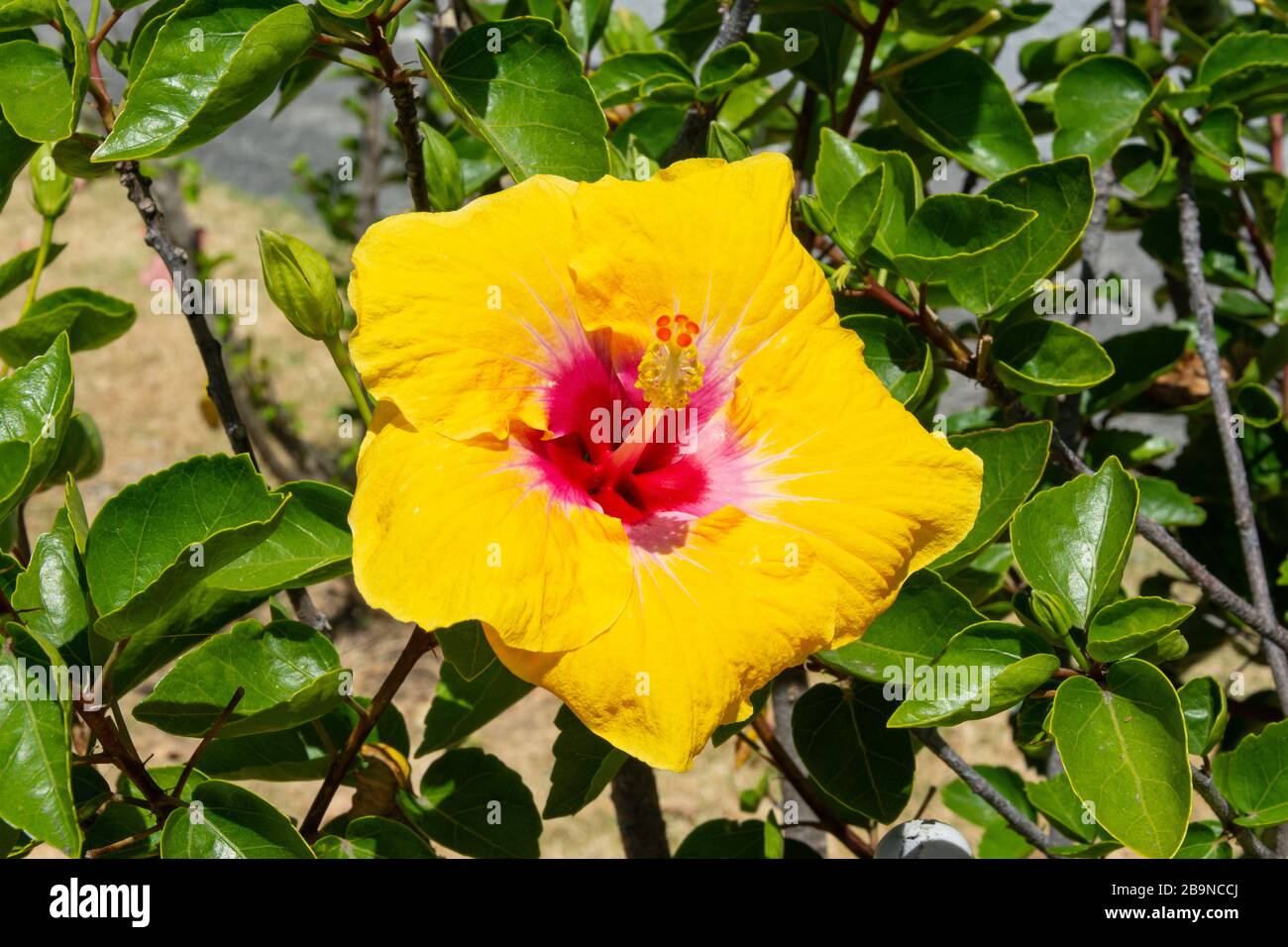 Yellow hibiscus flower, Tamaki Drive, Kohimarama, Auckland, New Zealand Stock Photo