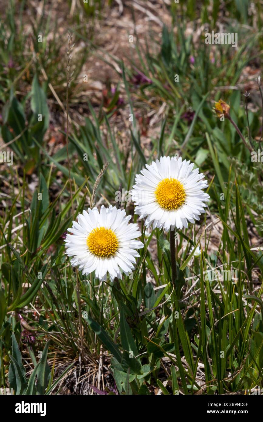 Two wild daisy flowers growing at a high elevation on Beartooth Pass