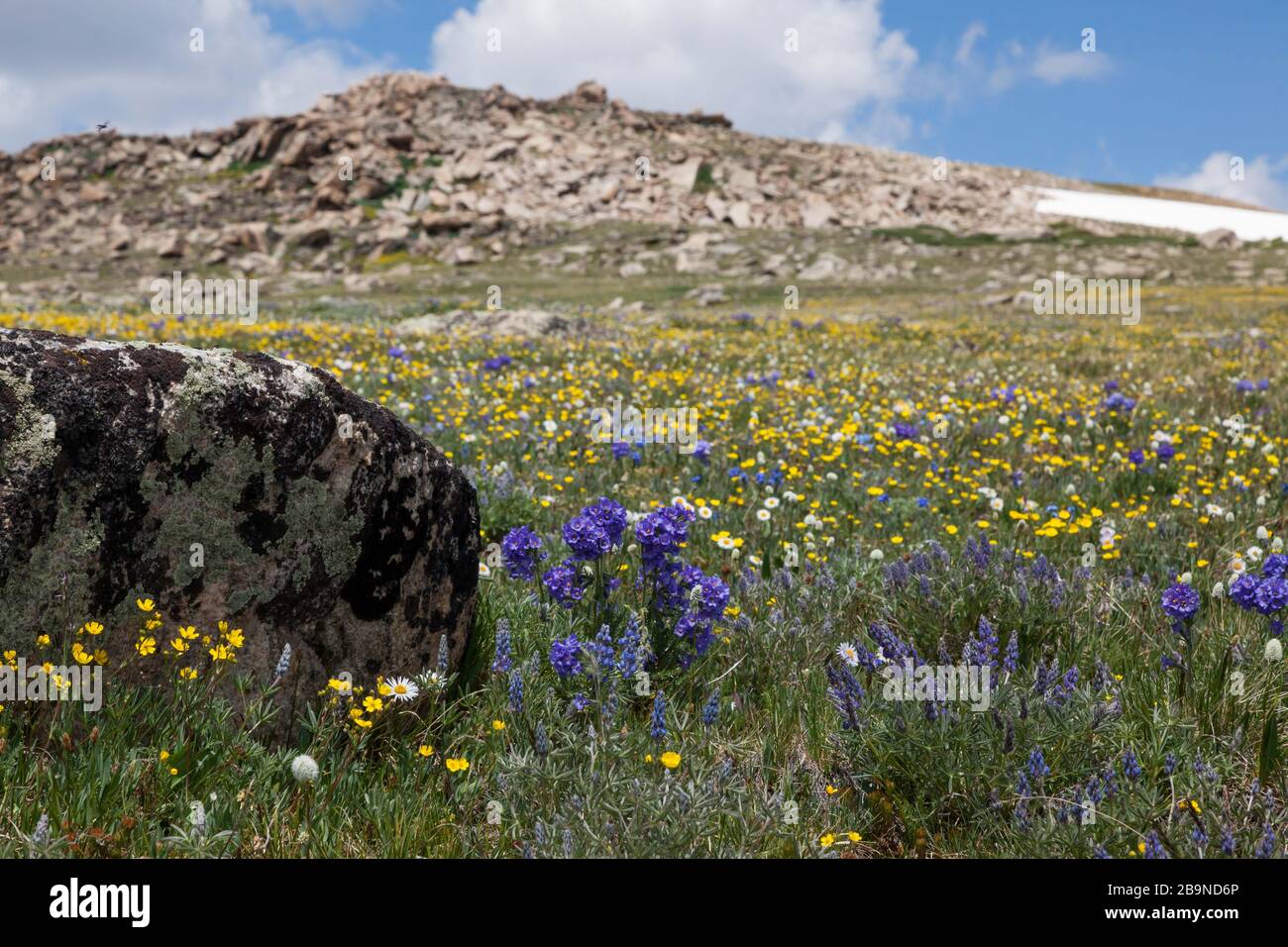 Beautiful wildflowers growing in a rugged high elevation landscape at
