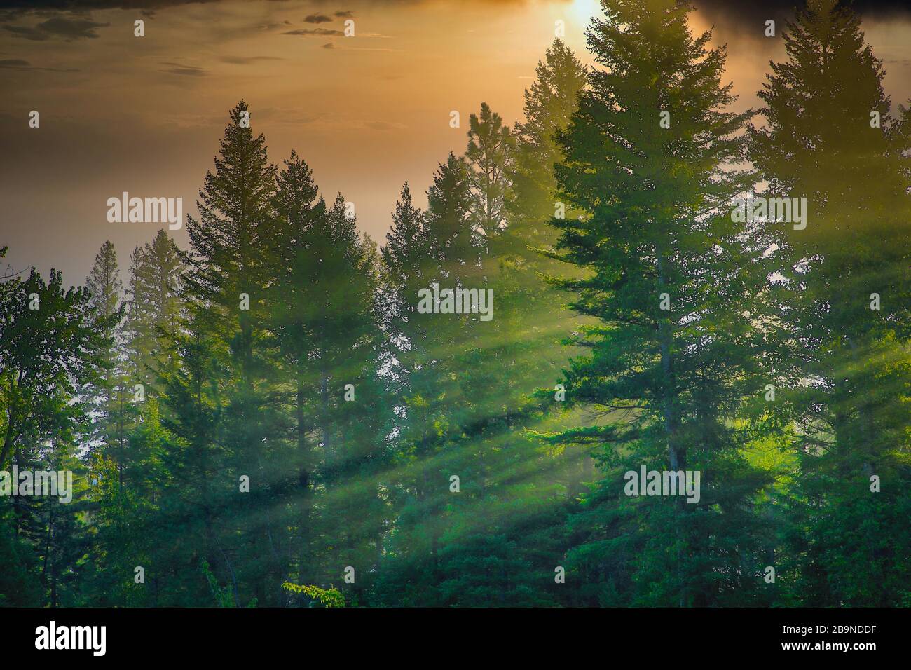 Morning sun rays through pine trees in Montana Stock Photo - Alamy
