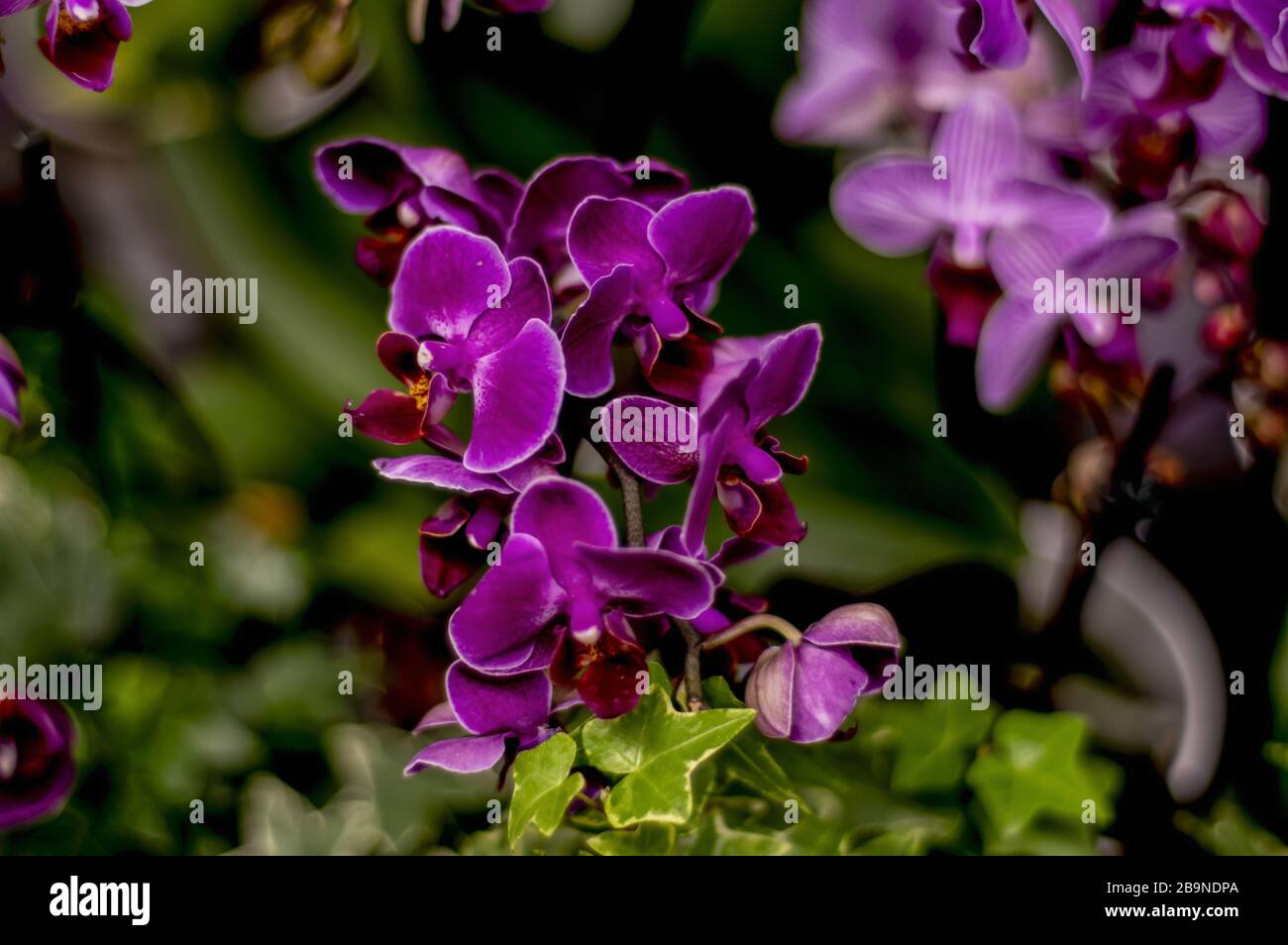 Orchids of philippines hires stock photography and images Alamy