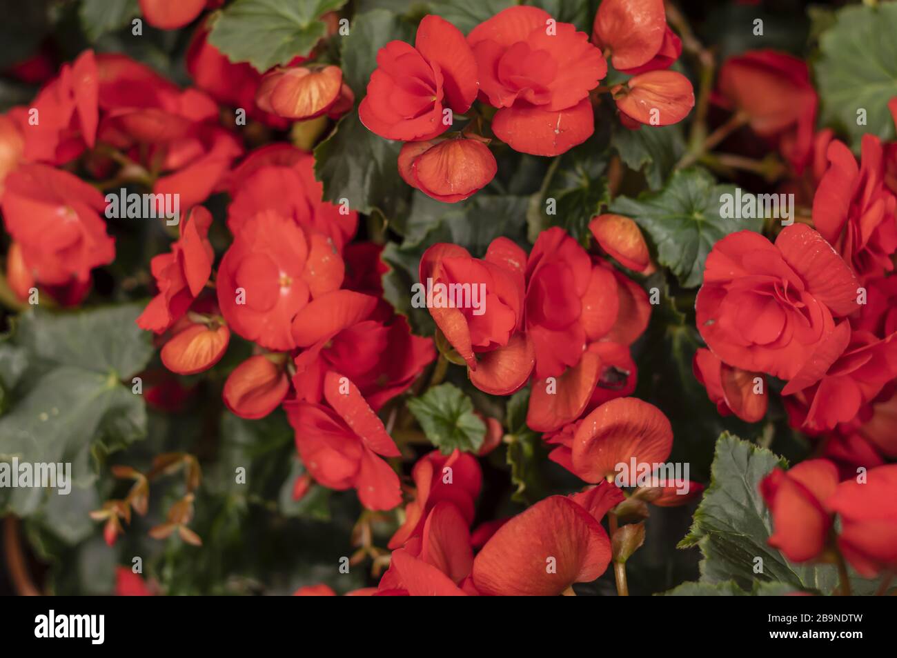 Begonia Solenia red orange flowers. Stock Photo