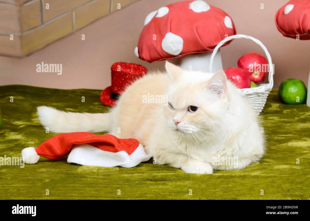 white cat with brown stripes lying next to christmas items Stock Photo