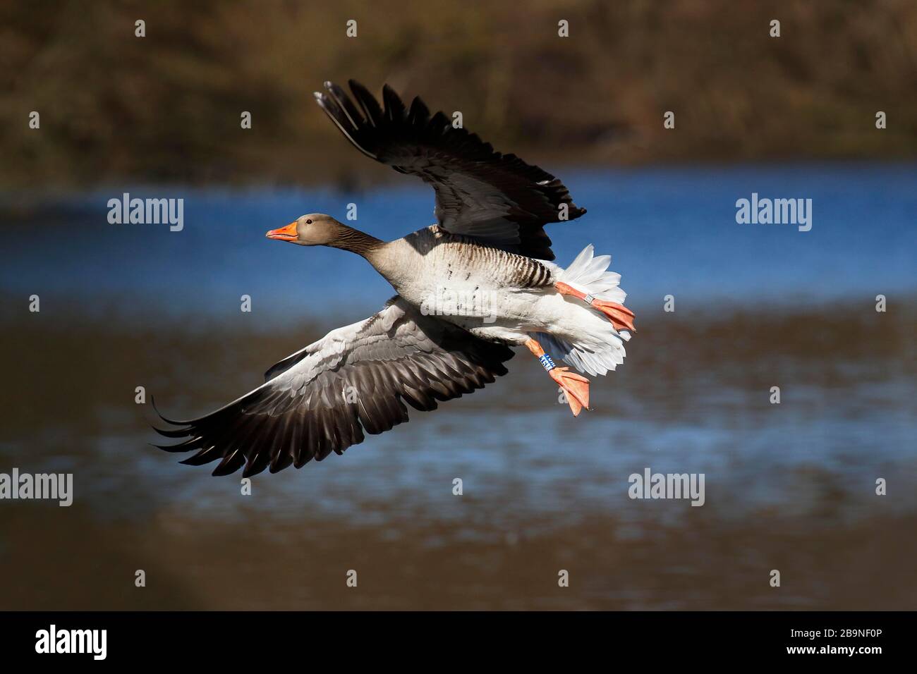 Rings Greylag goose (Anser anser) on landing approach, Schleswig-Holstein, Germany Stock Photo