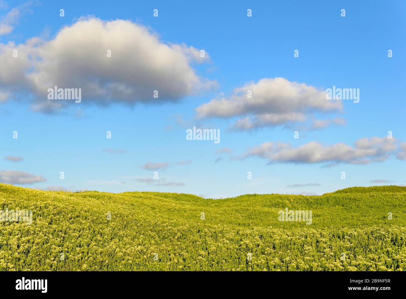 Arrowcress (Lepidium draba) in flower, blue cloudy sky, Heligoland, North Sea, Schleswig-Holstein, Germany Stock Photo