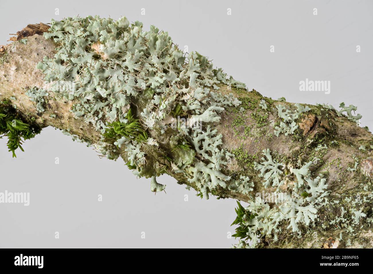 Rosette Lichen (Physcia adscendens), Germany Stock Photo