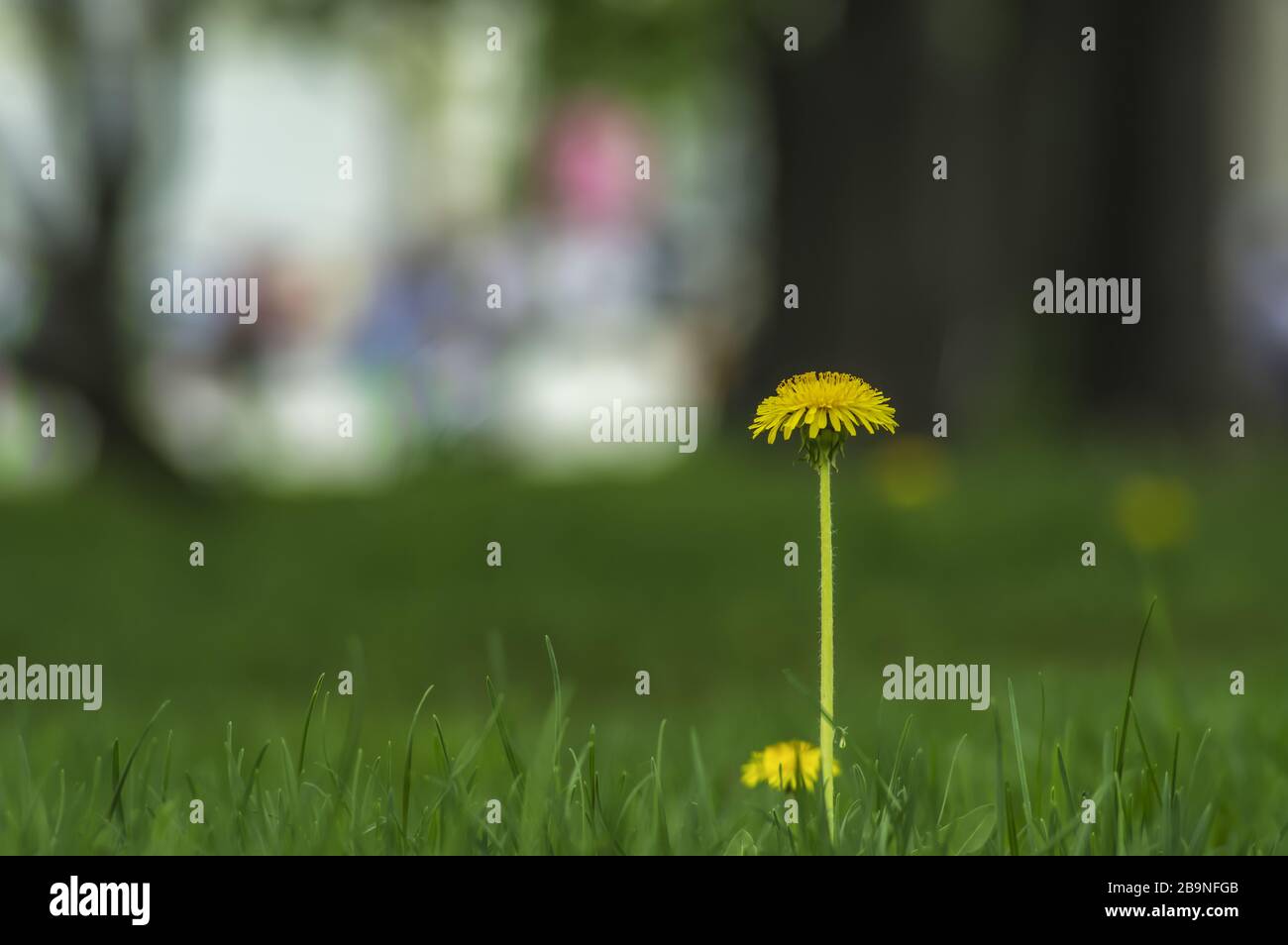 Yellow dandelion and grass on a spring day Stock Photo