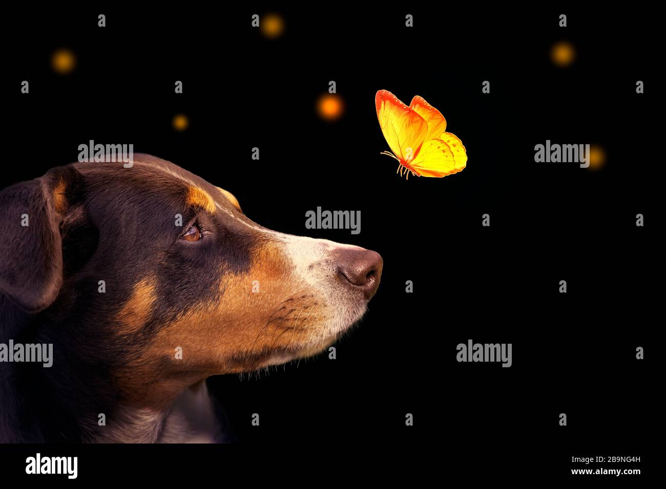 Cute dog with butterfly over his nose Stock Photo Alamy