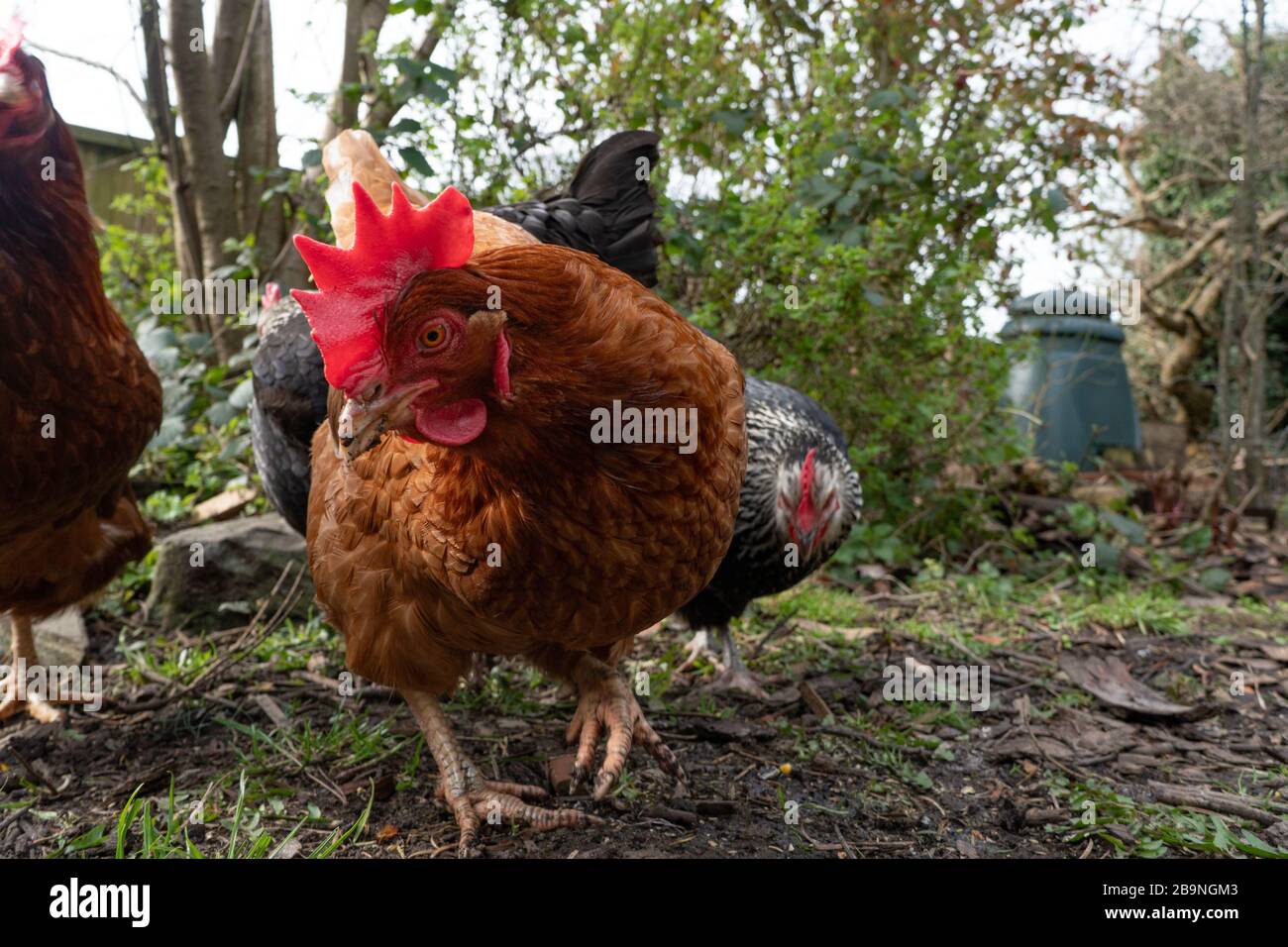 freerange hens foraging in garden. West Midlands. UK Stock Photo Alamy
