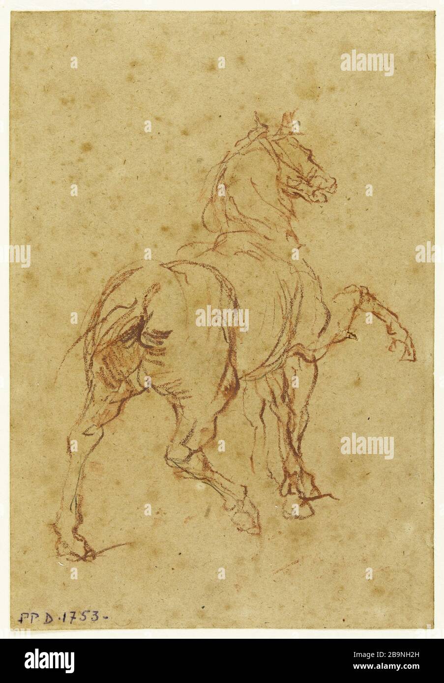 Study of horse. Jean-Baptiste Carpeaux (1827-1875). Etude de cheval. Sanguine sur papier beige. Musée des Beaux-Arts de la Ville de Paris, Petit Palais. Stock Photo