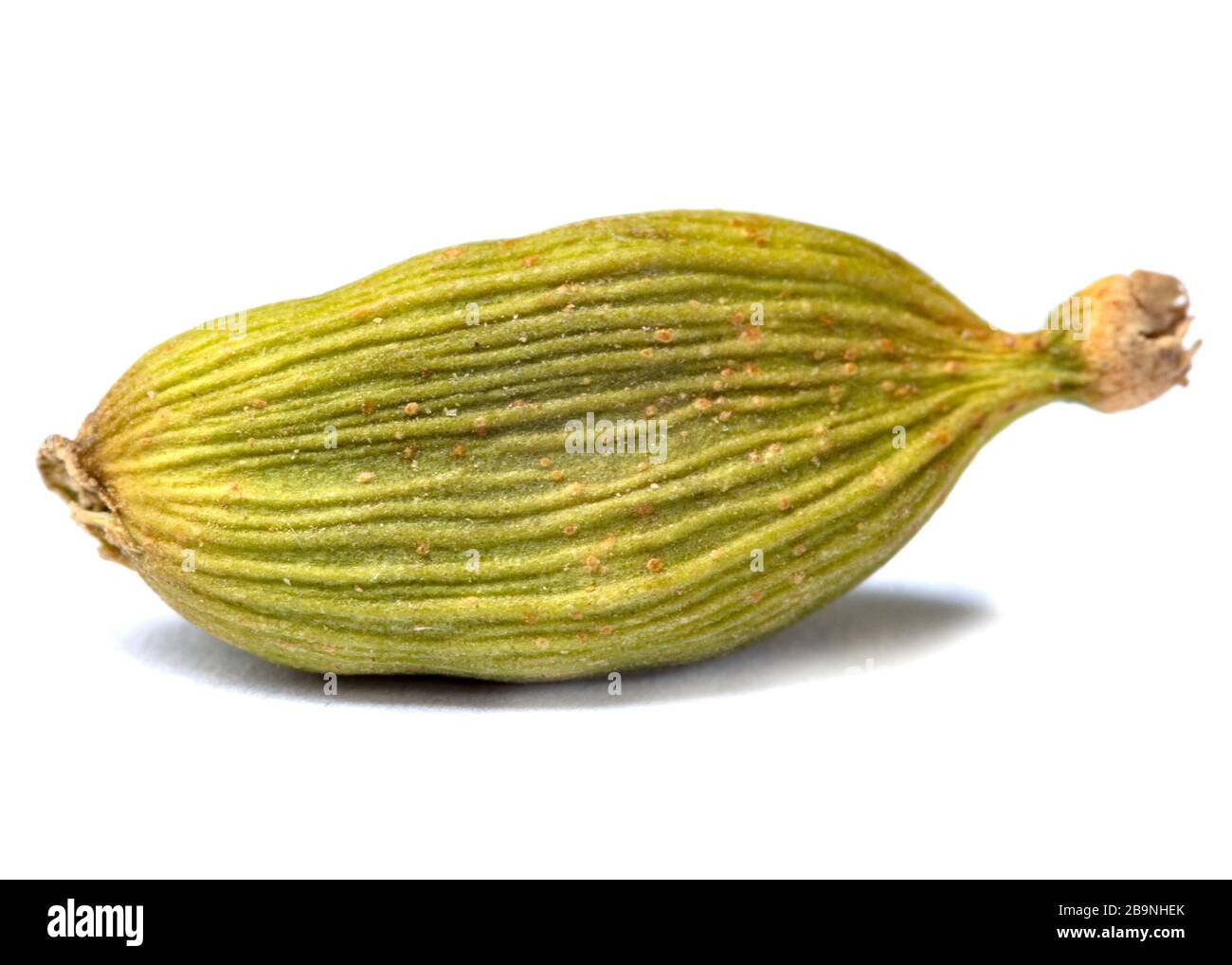 Macro closeup of Organic Green or True cardamom with seeds isolated on white background. Stock Photo