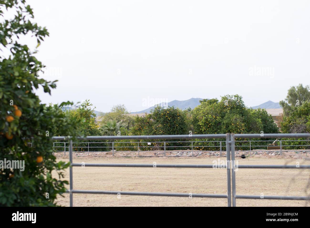 mountain and grove Stock Photo