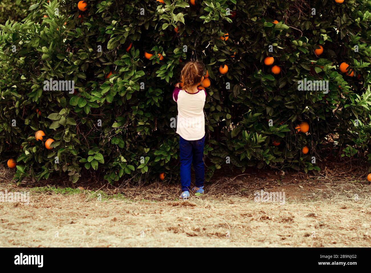 little girl in citrus grove Stock Photo