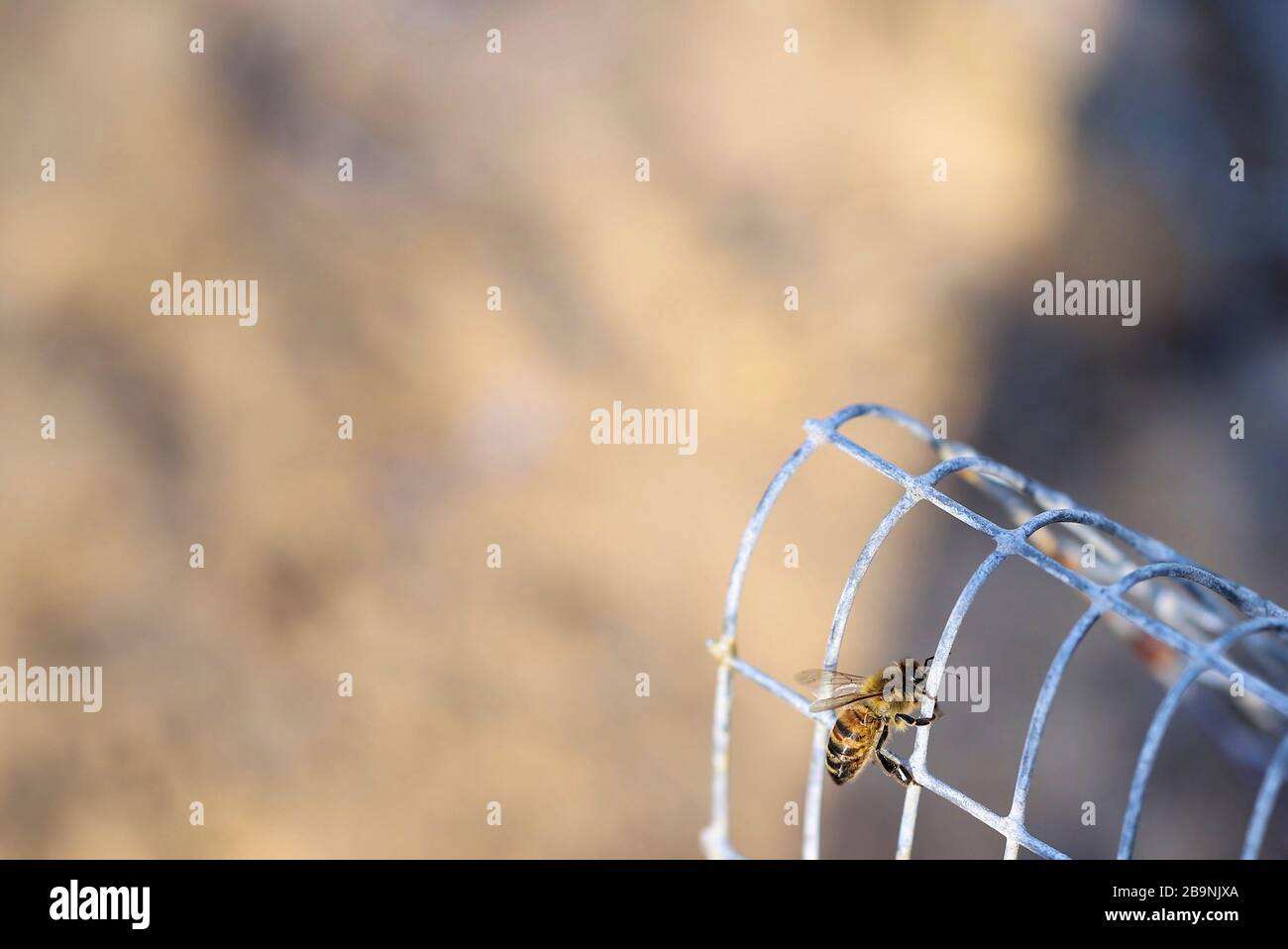 Honey Bee clinging to wire mesh with natural background Stock Photo Alamy