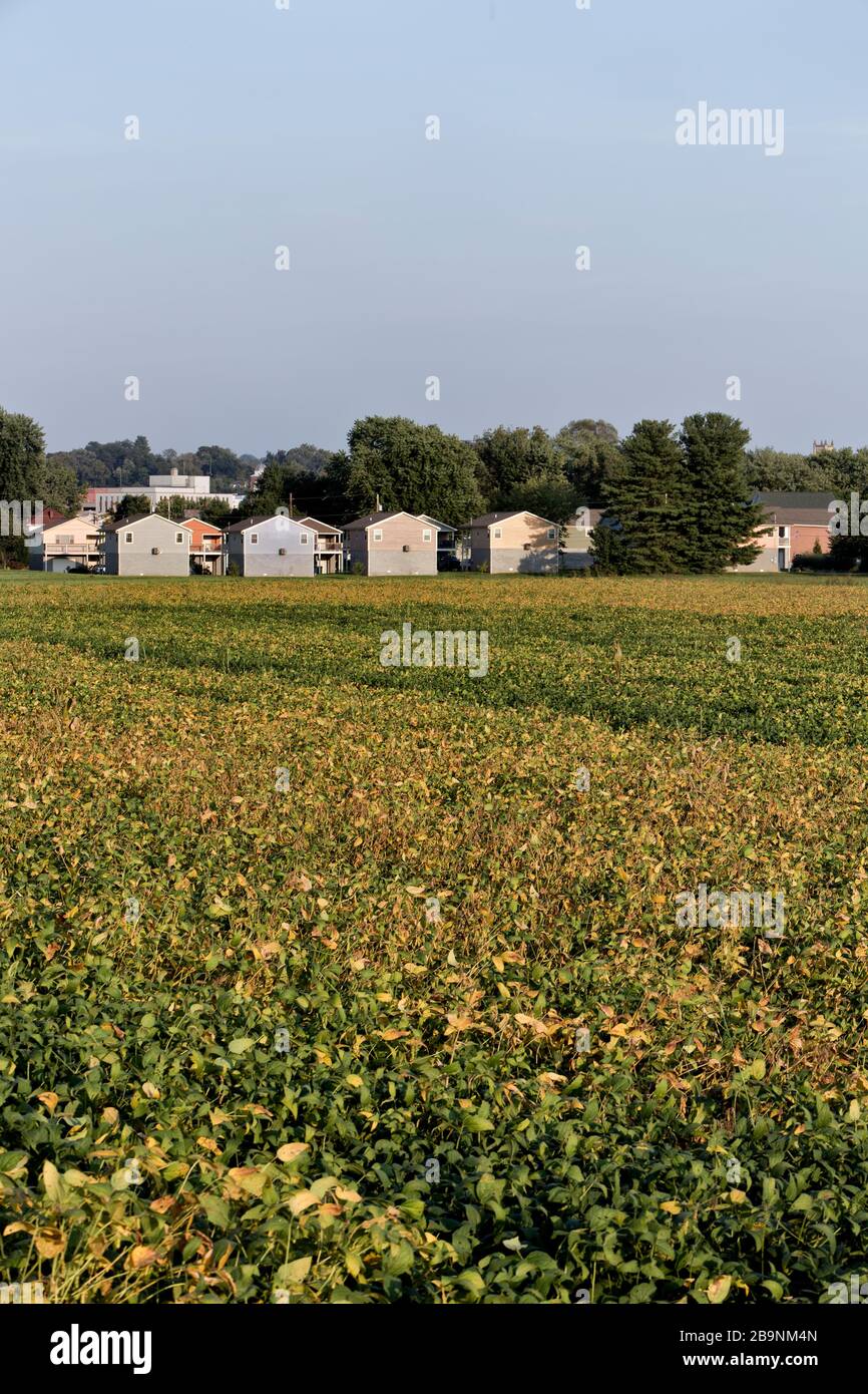 Maturing soybean field 'Glycine max', encroaching homes, bordering Ohio River, Belpre, Stock Photo