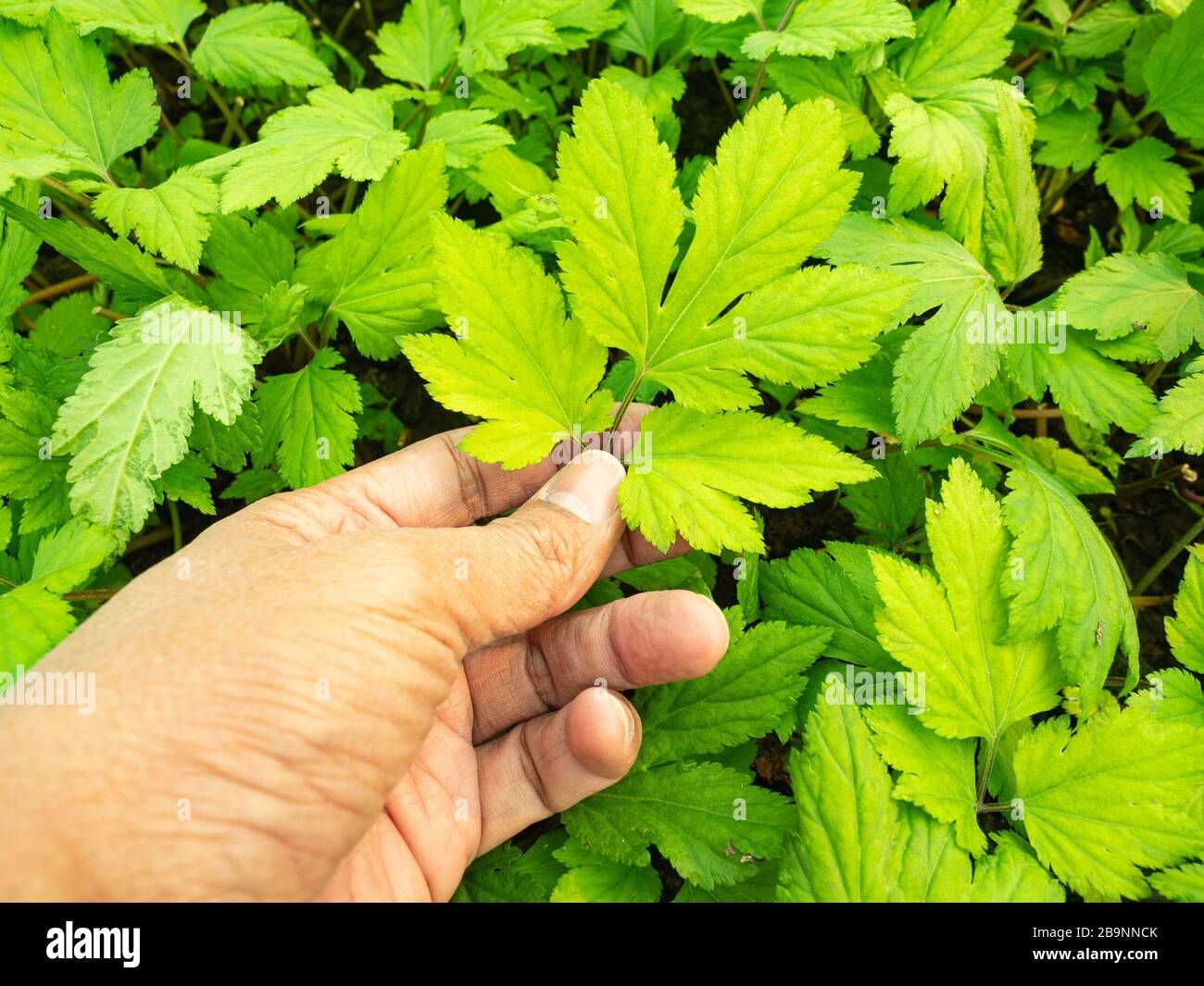 Gardeners collecting herbs called White Mugwort from plantation plots to check quality. The benefit of this herb is to help treat diabetes, detoxify, Stock Photo