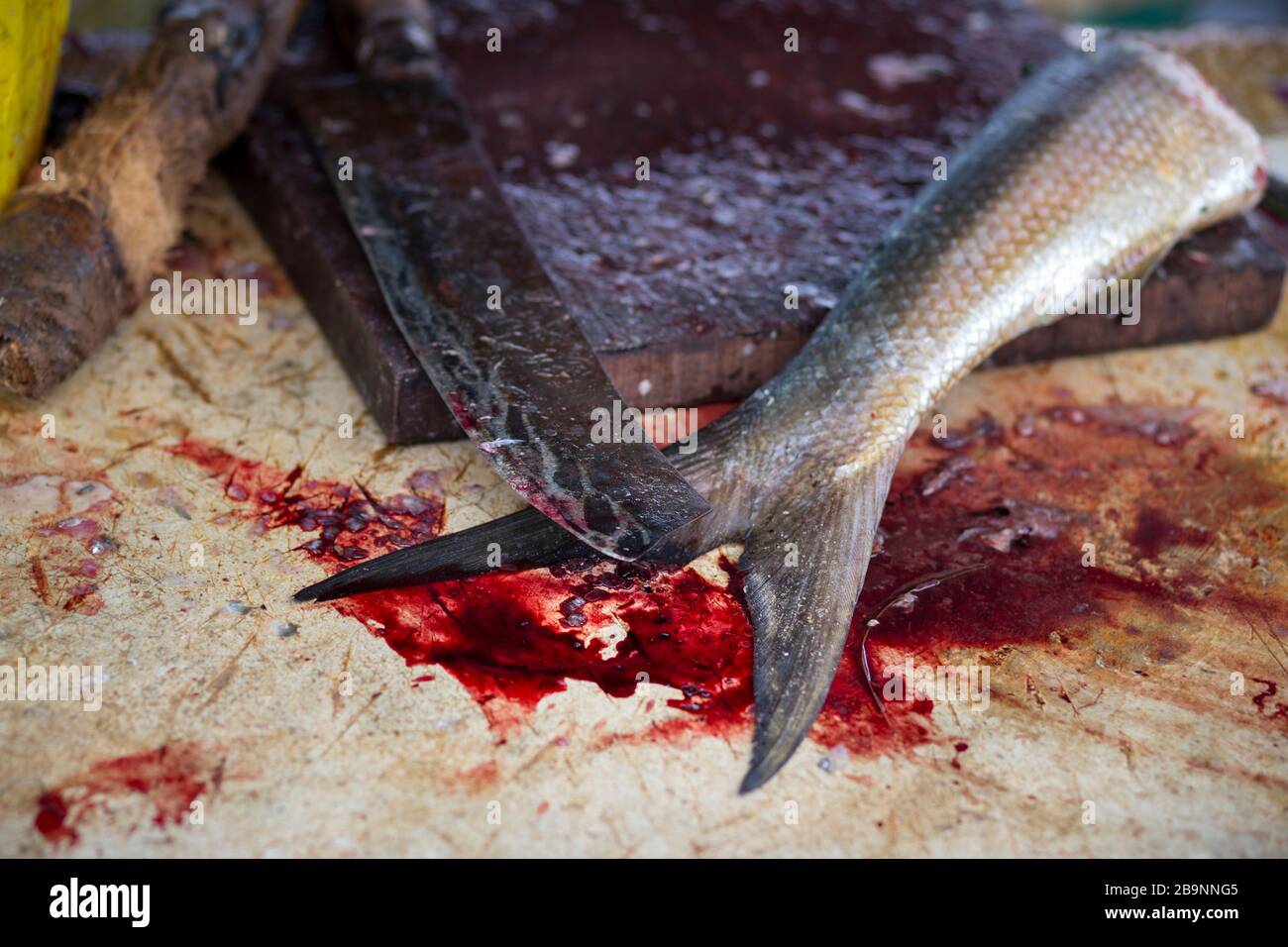 Detail of fish preparation at the Negombo fish market, Sri Lanka Stock Photo