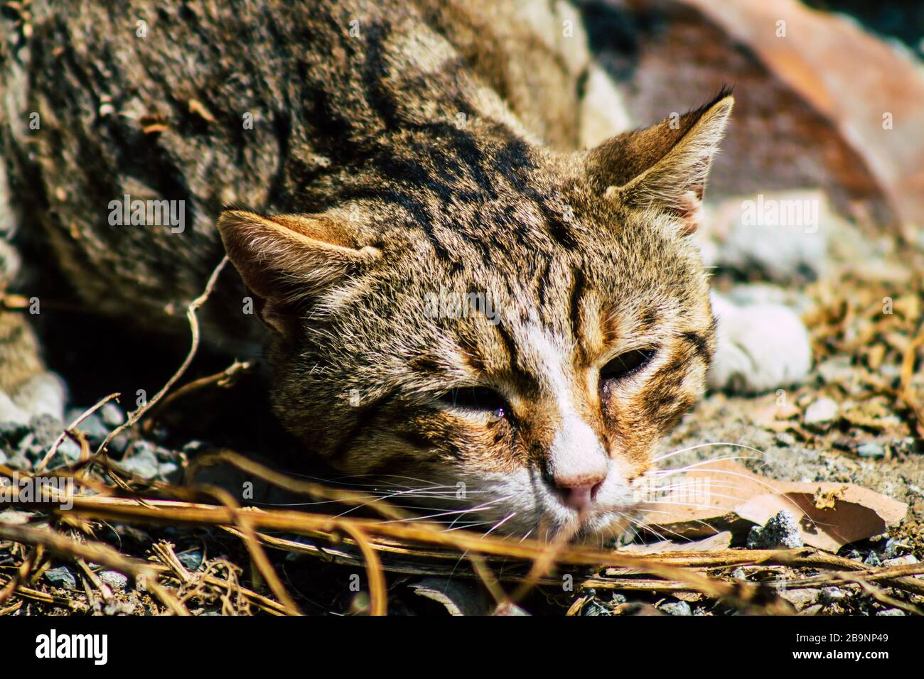 Limassol Cyprus March 24 2020 View Of Abandoned Domestic Cat Living In The Streets Of Limassol In Cyprus Island Stock Photo Alamy