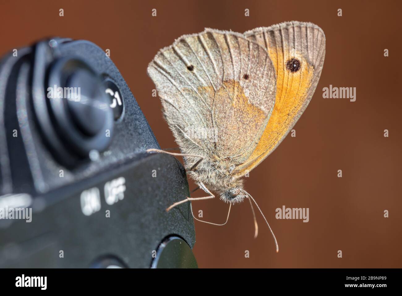 Meadow brown (Maniola jurtina) butterfly resting on top of a camera Stock Photo