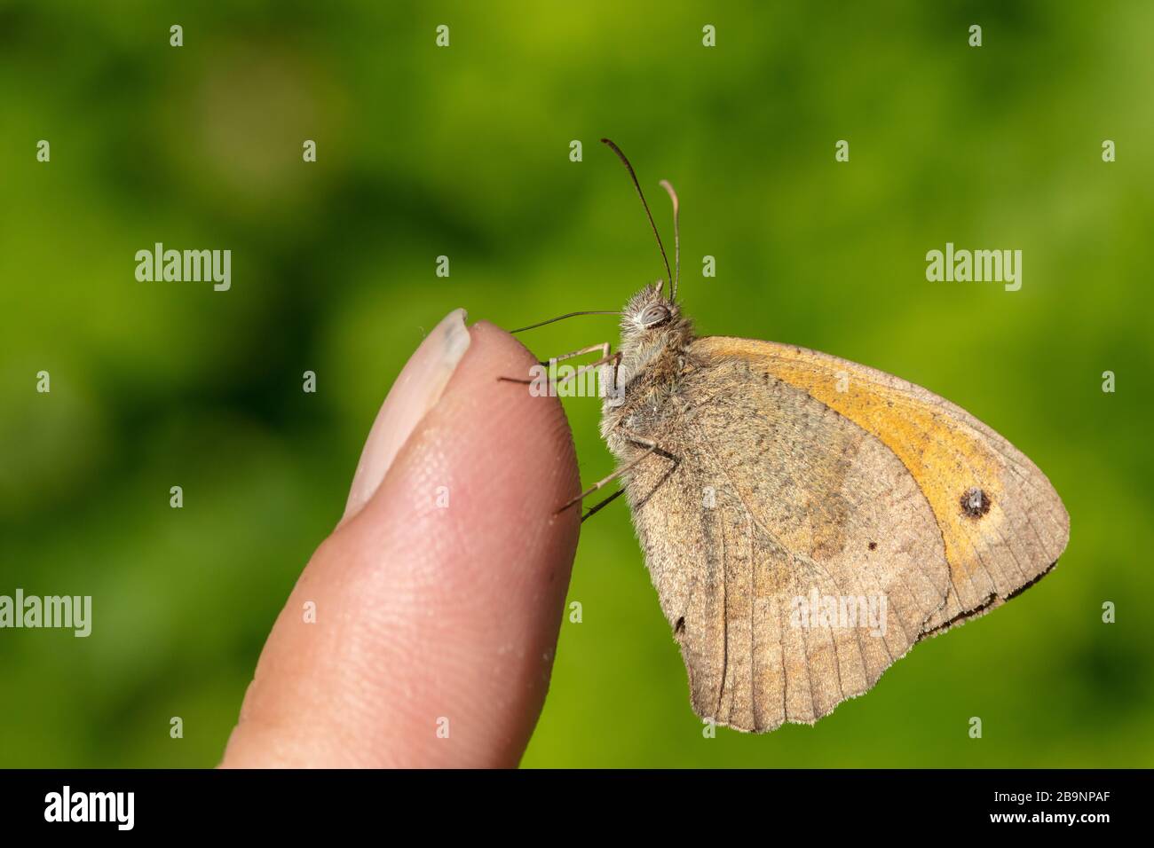 Meadow brown (Maniola jurtina) butterfly resting on a finger Stock Photo