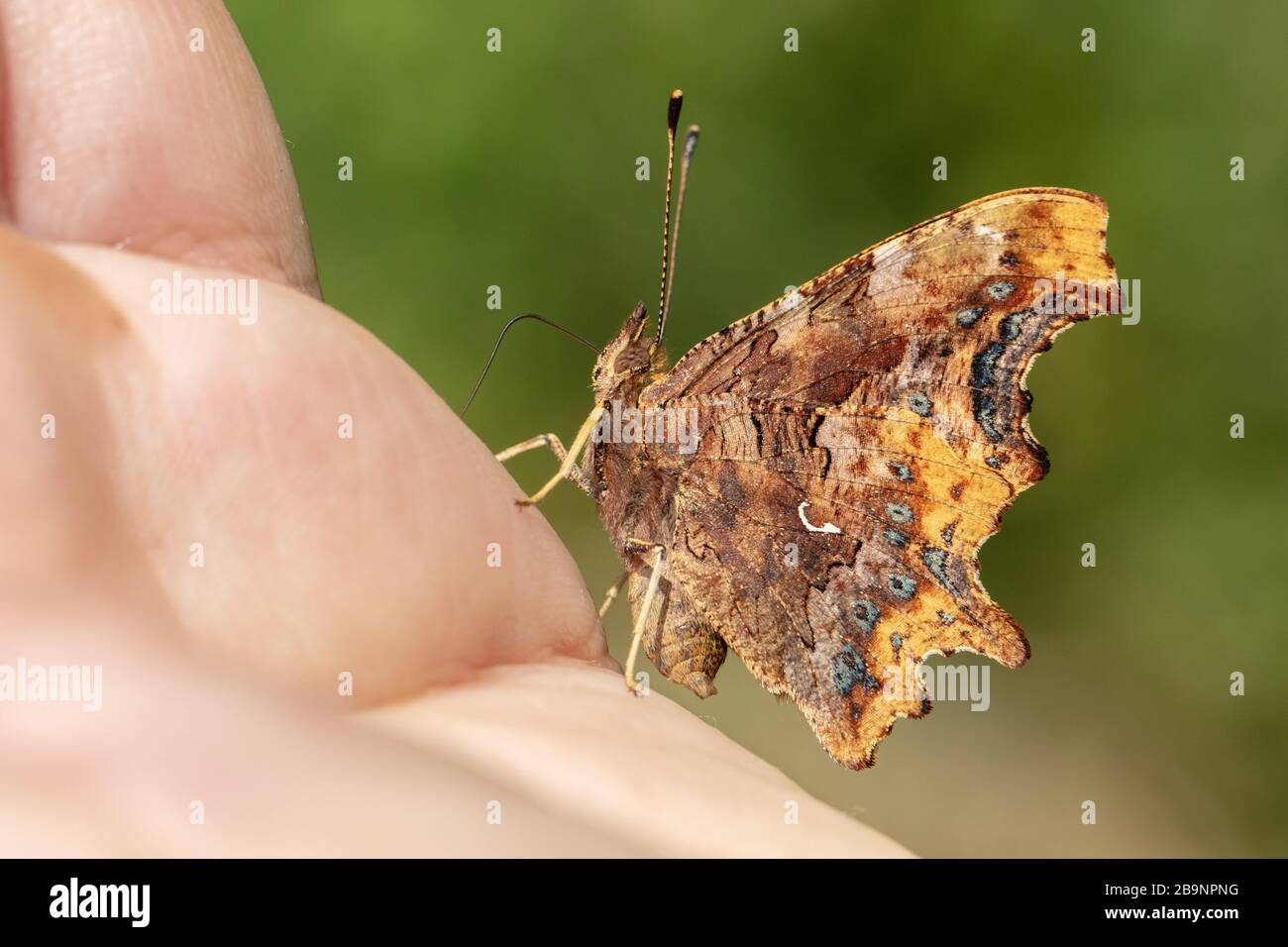 Comma butterfly (Polygonia c-album) resting on a hand Stock Photo