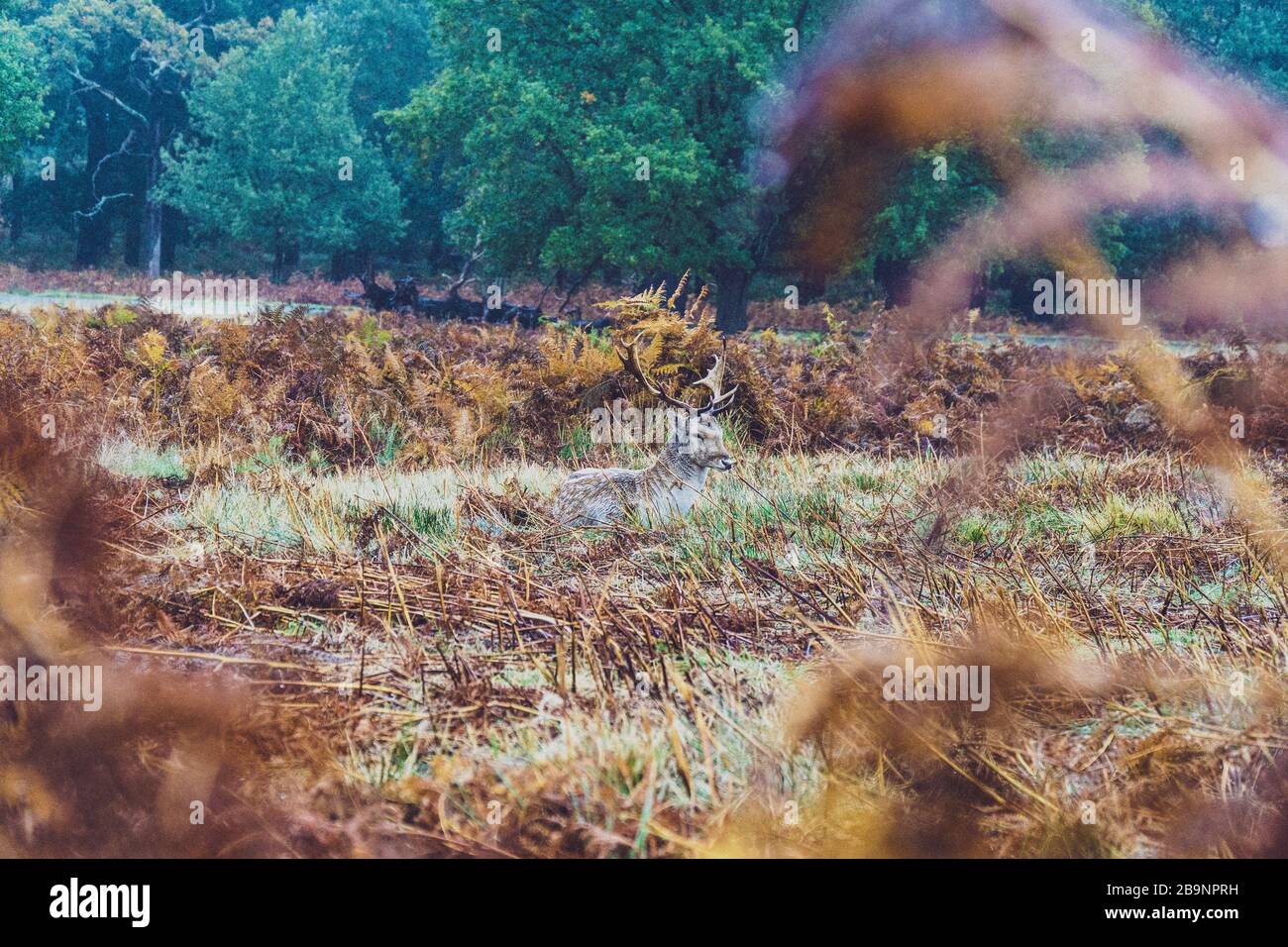 Deer in  Richmond Park has been roaming freely since 1637. The deer have played a major role in the park's history and have shaped the landscape too Stock Photo