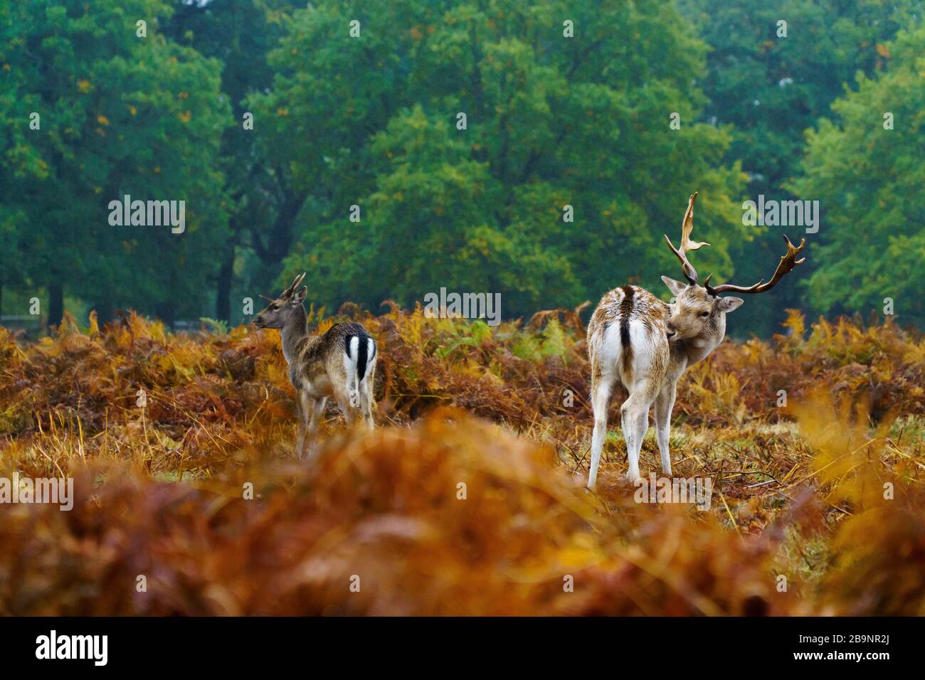 Deer in  Richmond Park has been roaming freely since 1637. The deer have played a major role in the park's history and have shaped the landscape too Stock Photo