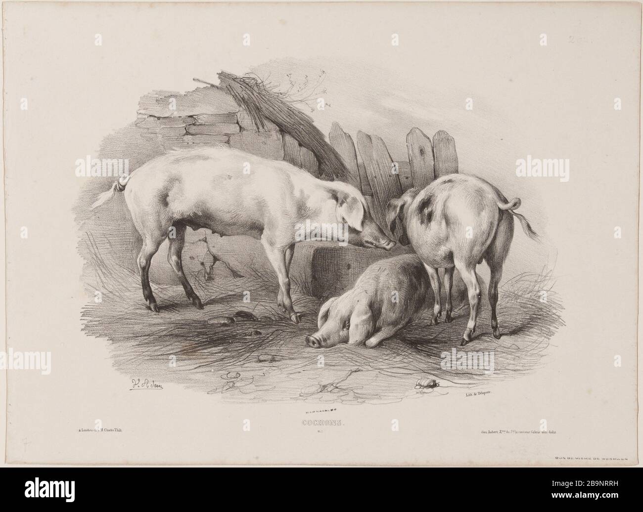 Pigs (pl.7) Jean-Victor Vincent Adam (1801-1866), peintre et lithographe français. Cochons (pl.7). Lithographie au crayon, XIXème siècle. Paris, musée Carnavalet. Stock Photo