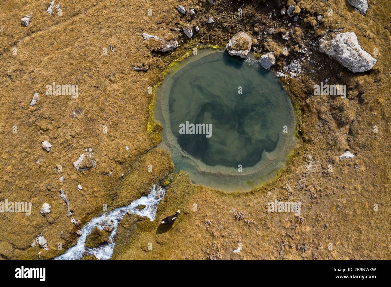 Aerial image of a spring with a grazing yak in the Tian Shan mountains of Kyrgyzstan. Köl-Suu (Kyrgyz: Көлсуу) is an alpine lake in At-Bashi District Stock Photo