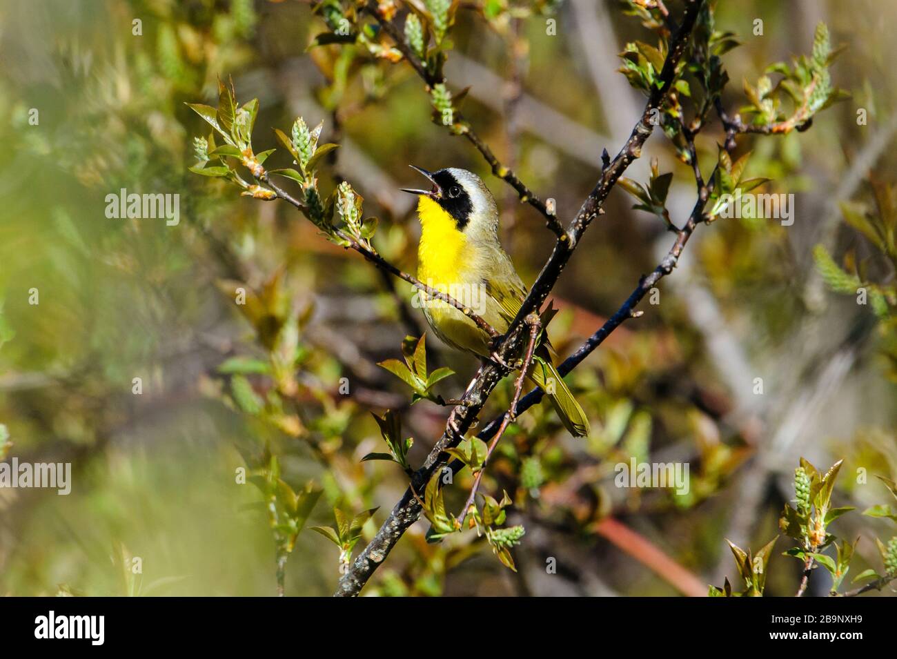 Common Yellowthroat (Geothlypis trichas) sings whileperched in a tree, Annapolis Royal Marsh, French Basin trail, Annapolis Royal, Nova Scotia, Canada Stock Photo