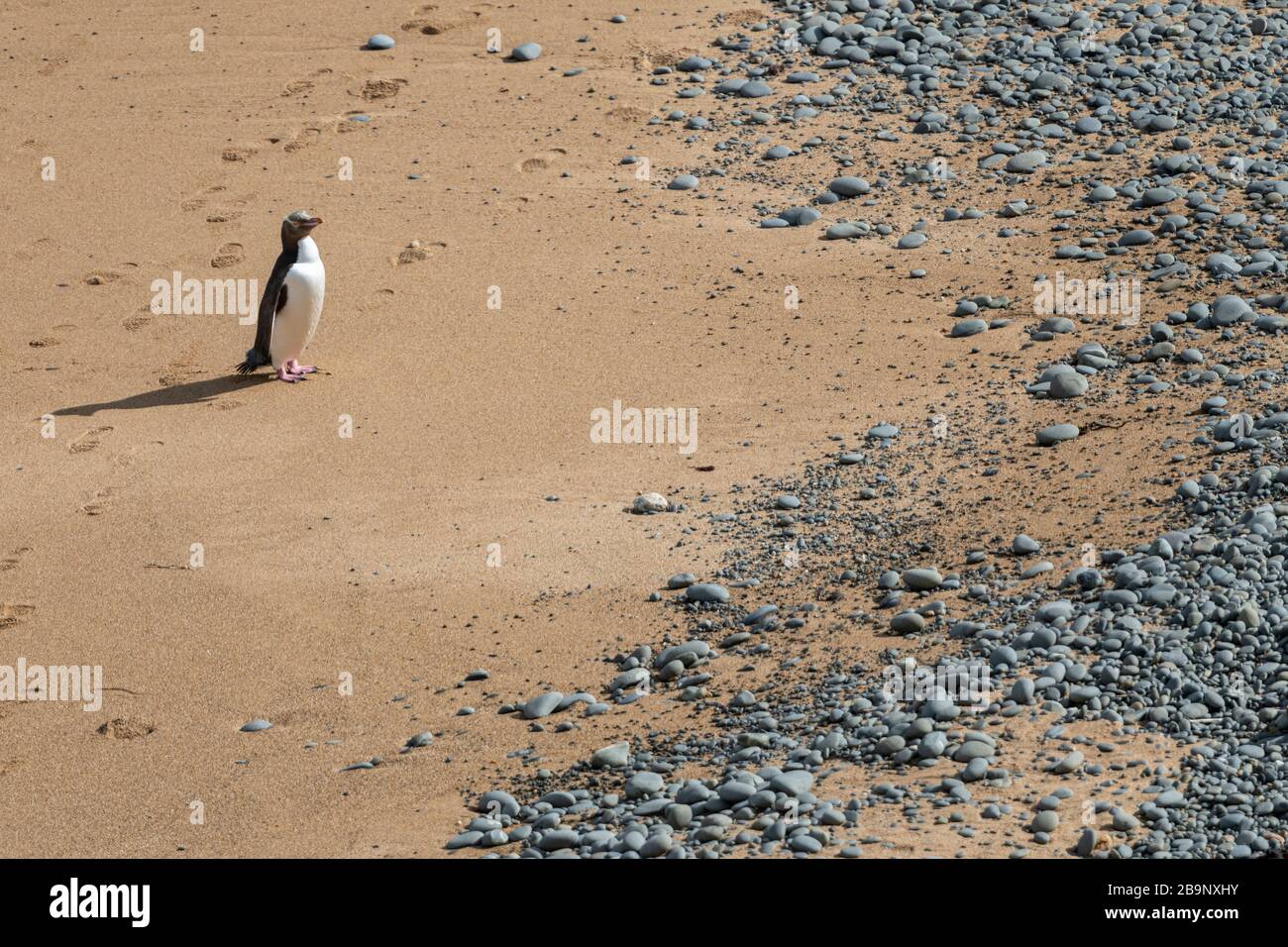 Yellow-eyed penguin on the sand of Bushy beach in New Zealand. Bushy Beach Scenic Reserve is the last remaining in the area, dominated by hebe, ngaio, Stock Photo