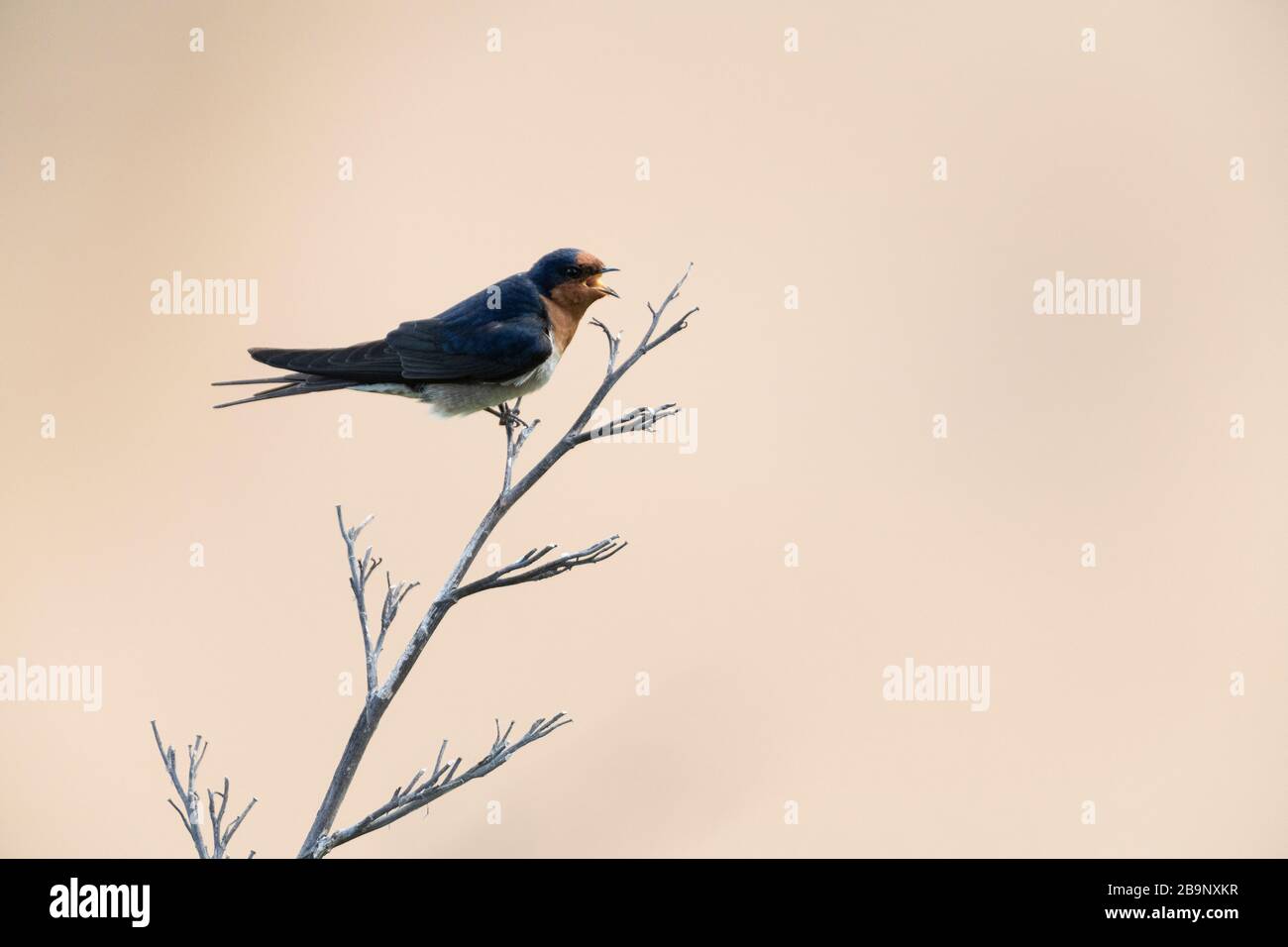 Welcome swallow tweeting on a dry branch at Bushy beach in New Zealand. Bushy Beach Scenic Reserve is the last remaining in the area, dominated by heb Stock Photo