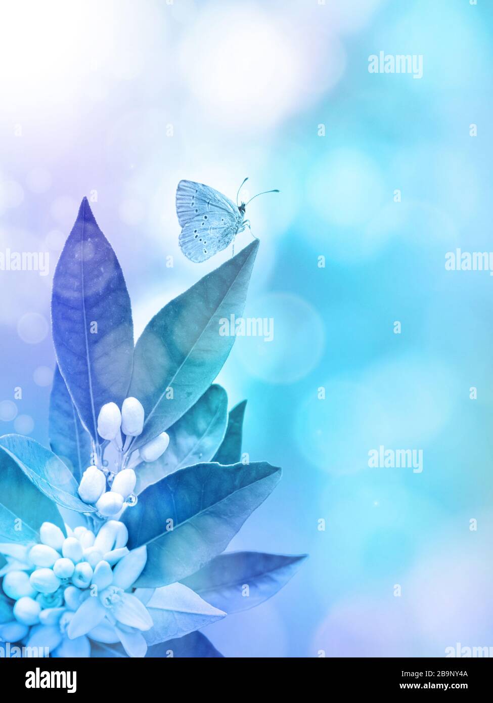 Neroli blossom and butterfly on the blurred blue vertical background. Spring flowers. Stock Photo