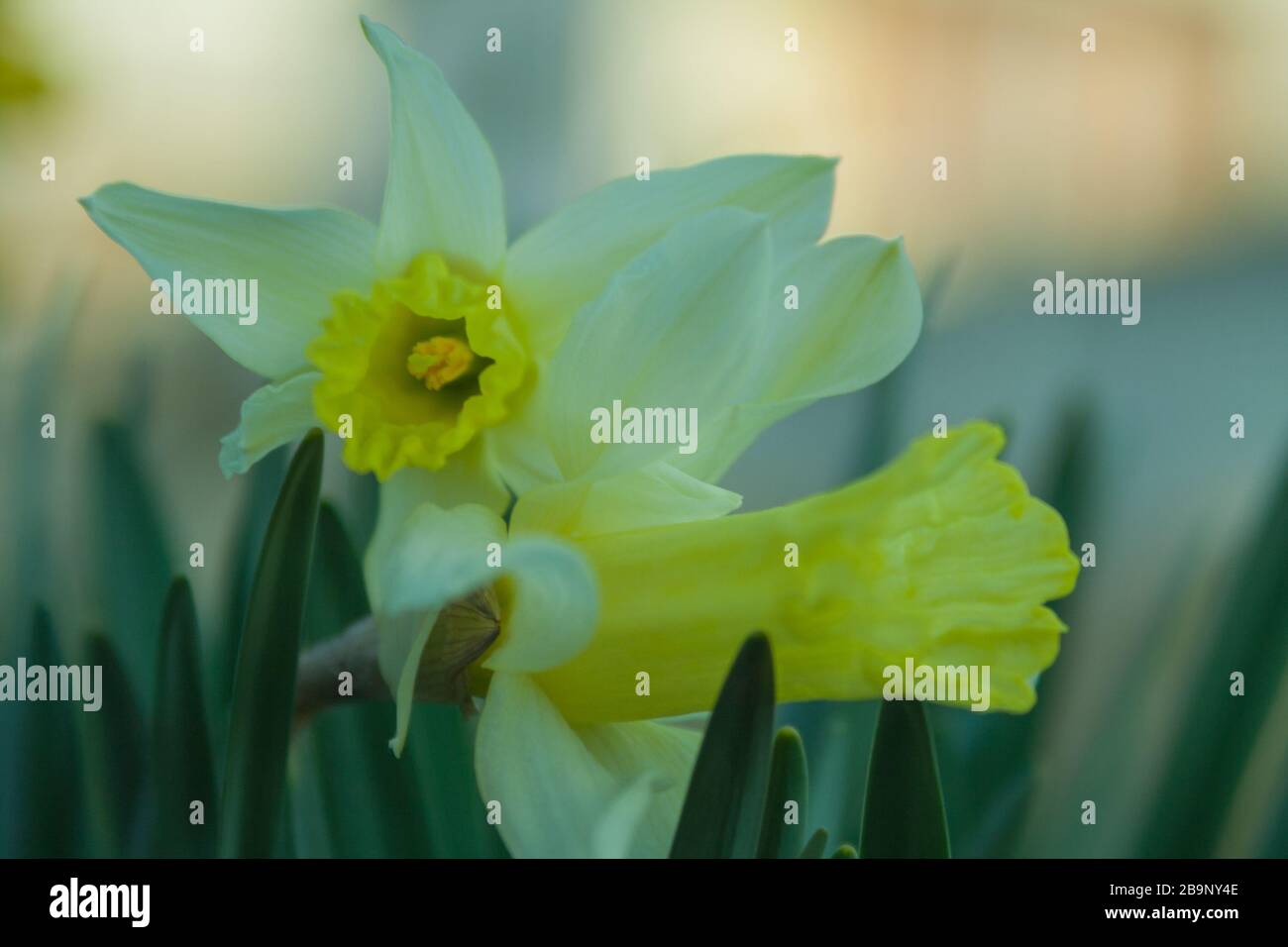 A herald of spring hires stock photography and images Alamy