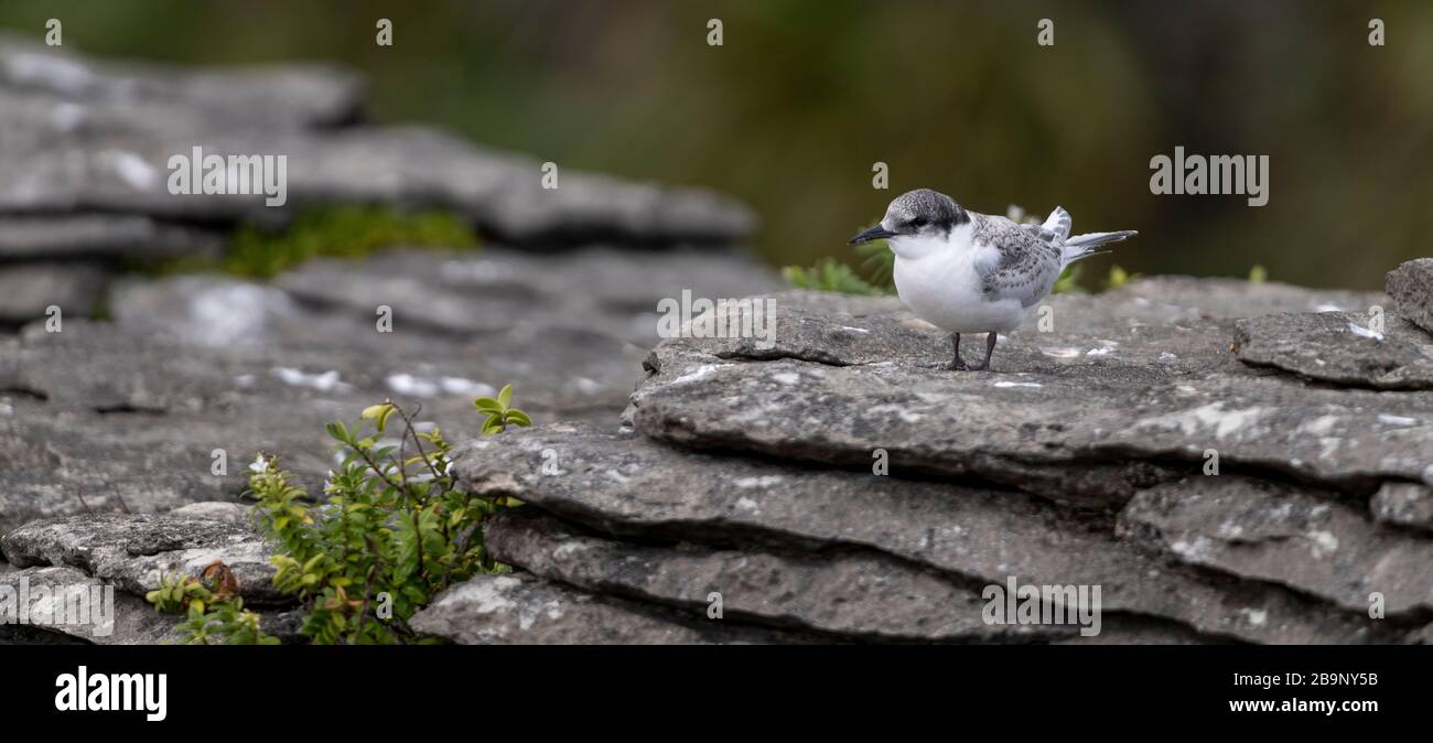 Active juvenile tern of the white-fronted tern colony at Pancake rocks, New Zealand. Punakaiki is a small community on the West Coast of the South Isl Stock Photo