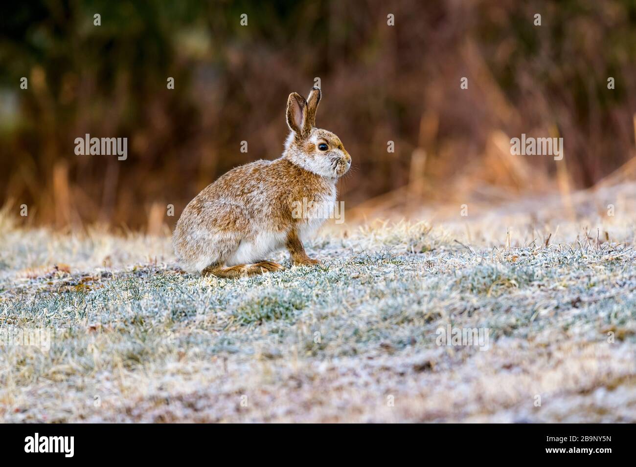 Snowshoe Hare (Lepus americanus) with transitional coat between winter and summer, Cherry Hill