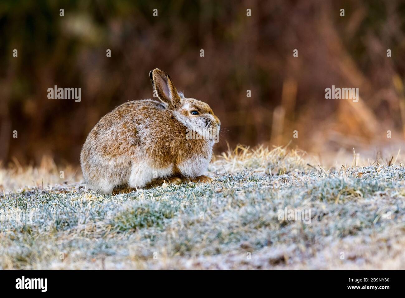 Snowshoe Hare (Lepus americanus) with transitional coat between winter and summer, Cherry Hill