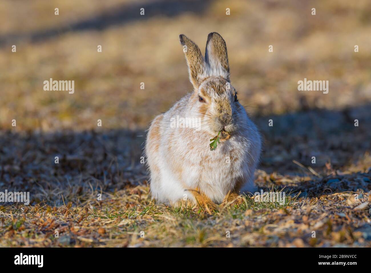 Snowshoe Hare (Lepus americanus) with transitional coat between winter and summer, Cherry Hill